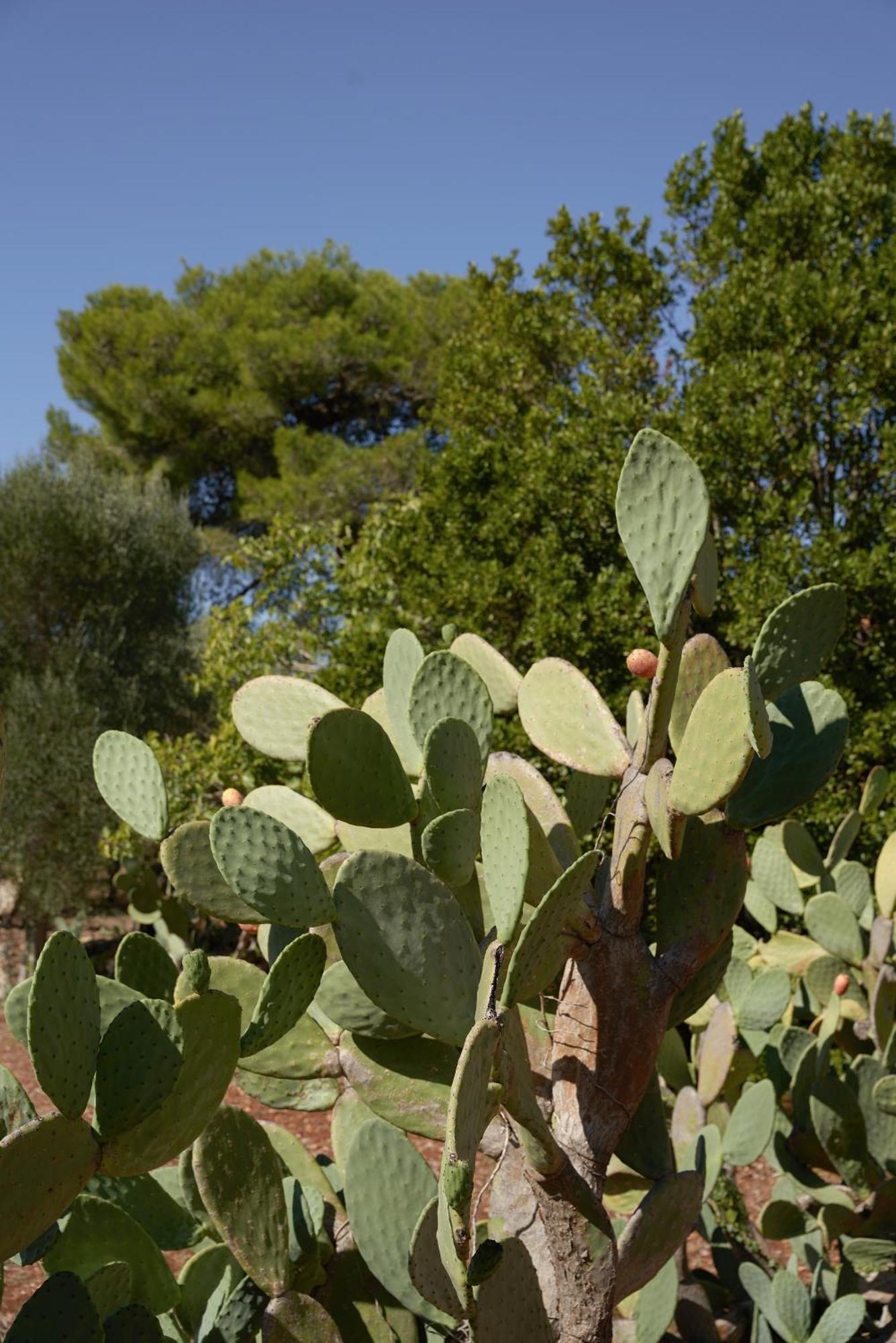 Masseria Paradiso Ostuni Exterior photo